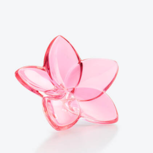 Flor bloom rosa Baccarat